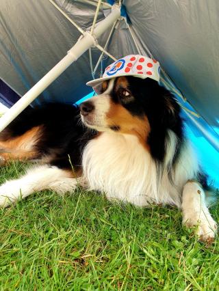 Vétérinaire Cabinet Vétérinaire du Lion d'or 0