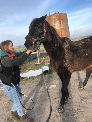 Vétérinaire Dentiste équin Charlotte Augiat 0
