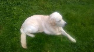 Vétérinaire Cabinet Vétérinaire Ti Loened 1