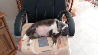 Vétérinaire Clinique vétérinaire du pont du Bonhomme 2