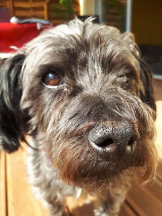 Vétérinaire Clinique Vétérinaire du Confluent 1