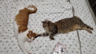 Vétérinaire Clinique vétérinaire des 4 pavés 0