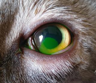 Vétérinaire CROSOT'VET : Clinique vétérinaire de la Croix-Menée (SCP de vétérinaires CAILLIER-DEVILLE-LUGEZ-ROMAGNY) 2