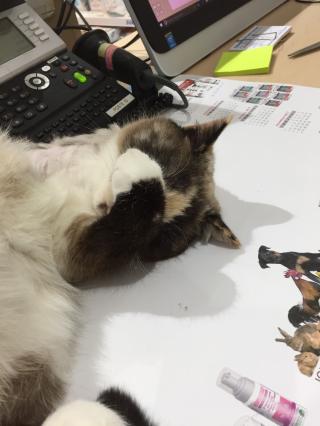 Vétérinaire Clinique vétérinaire du port La Grande Motte 2