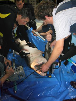 Vétérinaire Vetofish 0