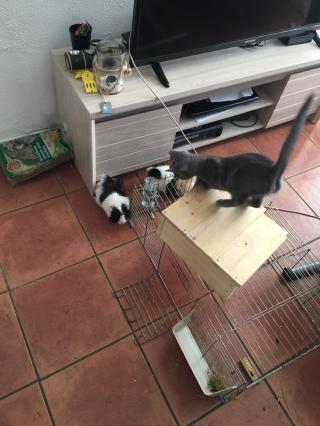 Vétérinaire Clinique vétérinaire les Tilleuls 0