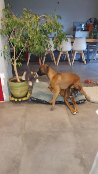 Vétérinaire CLINIQUE VETERINAIRE DU THY 0