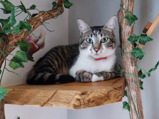 Vétérinaire L'antre Chat, pension féline familiale à Annecy 0