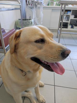 Vétérinaire Clinique Veterinaire 0