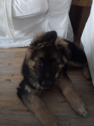 Vétérinaire Clinique Vétérinaire la Côtière 0