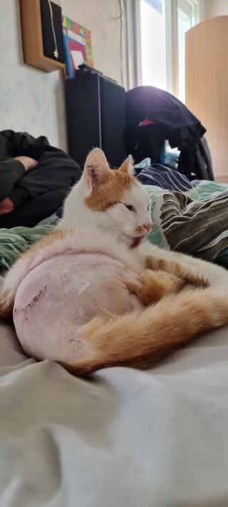 Vétérinaire Clinique Vétérinaire Saint-Usage 1