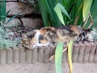 Vétérinaire Clinique Vétérinaire de la Hulotte 0