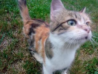 Vétérinaire Clinique Vétérinaire de la Hulotte 0