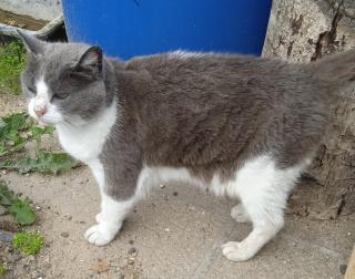 Vétérinaire Clinique Vétérinaire du Beau Marais - SCP Bianchi - Cornelis - Matheise 0