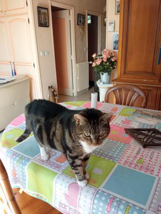 Vétérinaire Cabinet Vétérinaire Médico Chirurgical de la Vallée 0