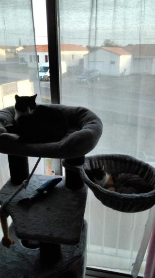 Vétérinaire Clinique Vétérinaire Digavet 2