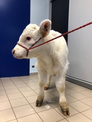 Vétérinaire Cabinet Vétérinaire 