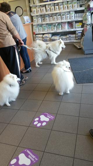 Vétérinaire Lansmant-Loussert Agnès 0