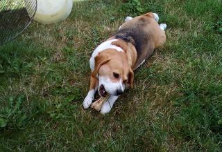 Vétérinaire Clinique Vétérinaire 0