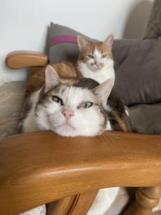 Vétérinaire Clinique vétérinaire Lapuyade - Drs Barrère Christine et Candelli Isabelle 1