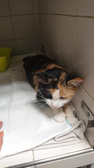 Vétérinaire Clinique Vétérinaire du Levant 1