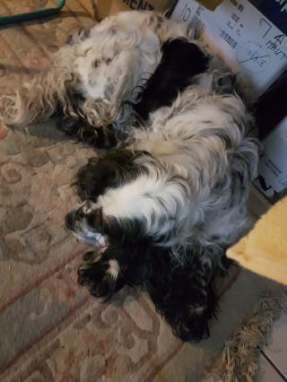 Vétérinaire Julienne Pierre 2