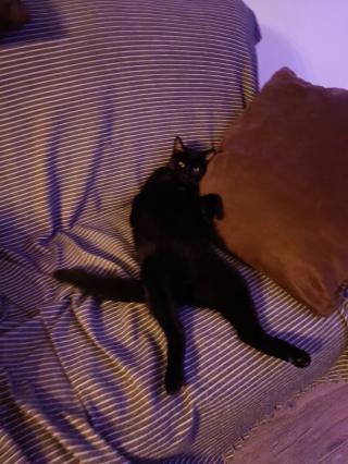 Vétérinaire Clinique vétérinaire des chênes 0