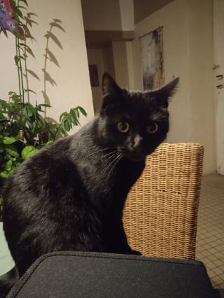 Vétérinaire Clinique Vétérinaire Dr Debillot 2