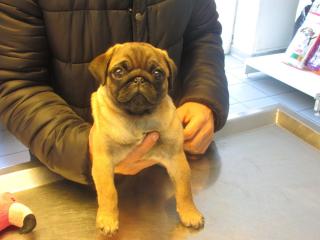 Vétérinaire Lagrèze René-Pierre 0