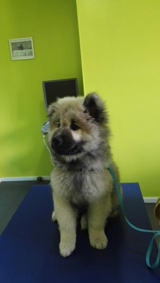 Vétérinaire Clinique vétérinaire Univet Villebon sur Yvette 0