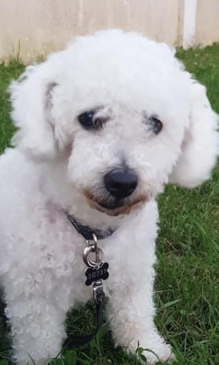 Vétérinaire Docteur Noah 0