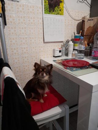 Vétérinaire Clinique Vétérinaire de Courtais 2