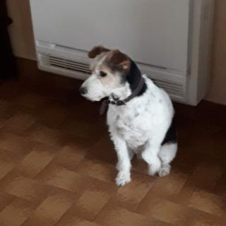 Vétérinaire Fauvel Clothilde 0