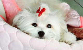 Vétérinaire Clinique Vet30000 Chatry Boschetti Ribeaucourt 0