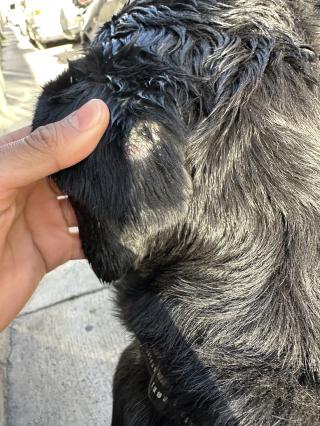 Vétérinaire Cabinet Vétérinaire Drs Kremer Romain et Boudet Marie Eve 1