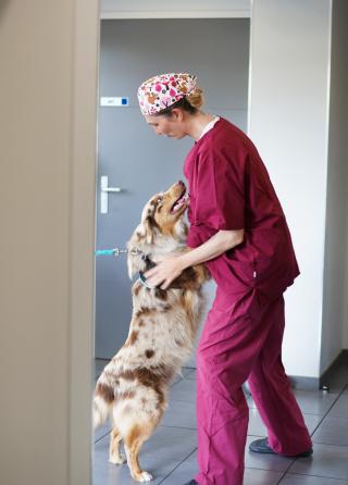 Vétérinaire ANDERVET- Dr POZY (CES Ophtalmologie) , Dr JULLIAN, Dr RESSOUCHES , Dr ERMACORA et Dr PORCHER (Consultation NAC) 0