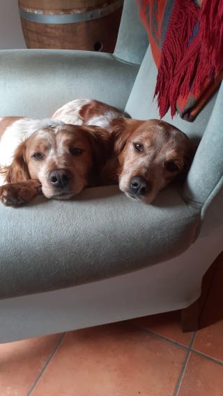 Vétérinaire Groupe vétérinaire des 2 vallées 0