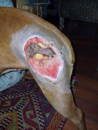 Vétérinaire Vétérinaire Dr Delnooz Stéphanie 0