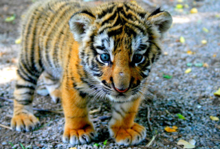 Vétérinaire Dahlen Emilie 2