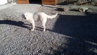 Vétérinaire Clinique Vétérinaire des 3 Vallées 2