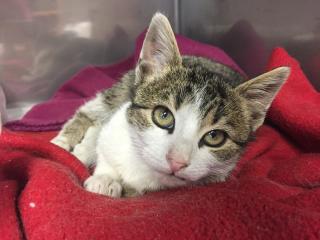 Vétérinaire Clinique vétérinaire des 1001 pattes 1