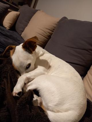 Vétérinaire Clinique vétérinaire 0