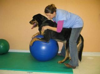 Vétérinaire Vétérinaire Karine Le Bleis 0