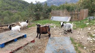 Vétérinaire Clinique Vétérinaire Dr Besombes 1