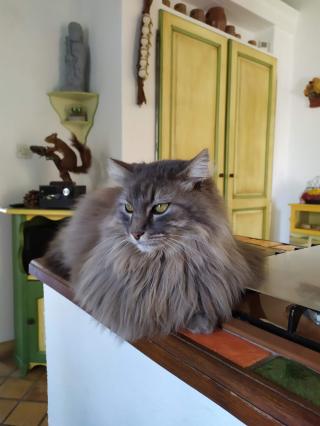 Vétérinaire Clinique Vétérinaire 2