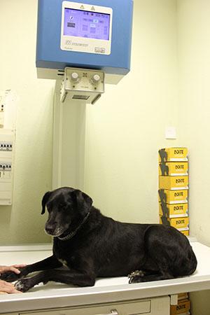 Vétérinaire Clinique Vetlife - Lucciana 2