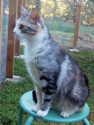 Vétérinaire Chat des Bois - Pension Féline 0