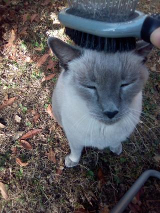 Vétérinaire Chat des Bois - Pension Féline 0