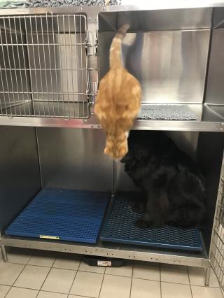 Vétérinaire CABINET VETERINAIRE DU DOCTEUR VINCENT 0