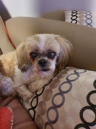 Vétérinaire Clinique Vétérinaire du Lac 0